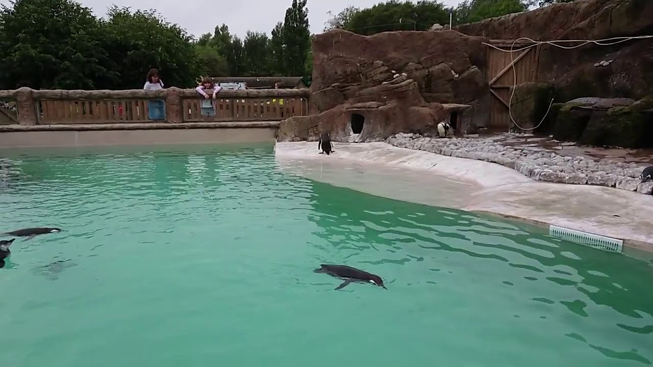Magellanic Penguin's At Blackpool Zoo, August 2018