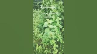 viral anak smp lagi wik wik di semak kebun