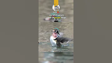 وثائقي الطيور المهاجرة الكرك الأوراسي النحام الوردي الفلامينقو مالك الحزين البط الخشبي 