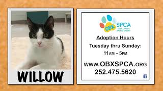 Outer Banks SPCA Pet of the Week - Willow