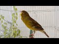Chant singing canaries  