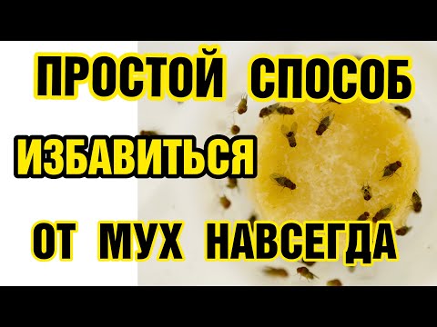 Видео: На локусы, связанные с изменением экспрессии генов и ростом молоди лосося, влияет присутствие трансгена гормона роста