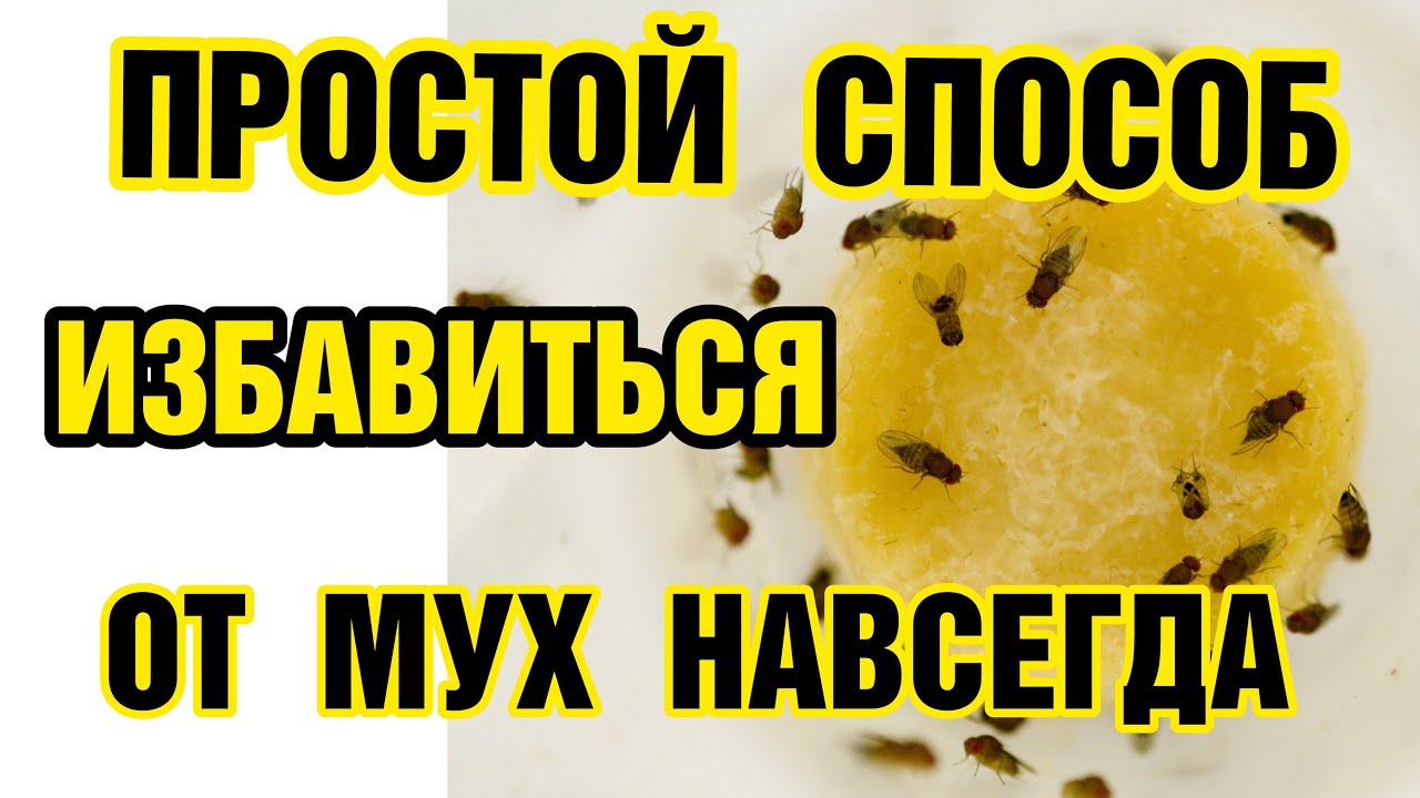Как избавиться от мух навсегда. Как избавиться от мух навсегда