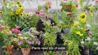 OPW Container Planting Tips