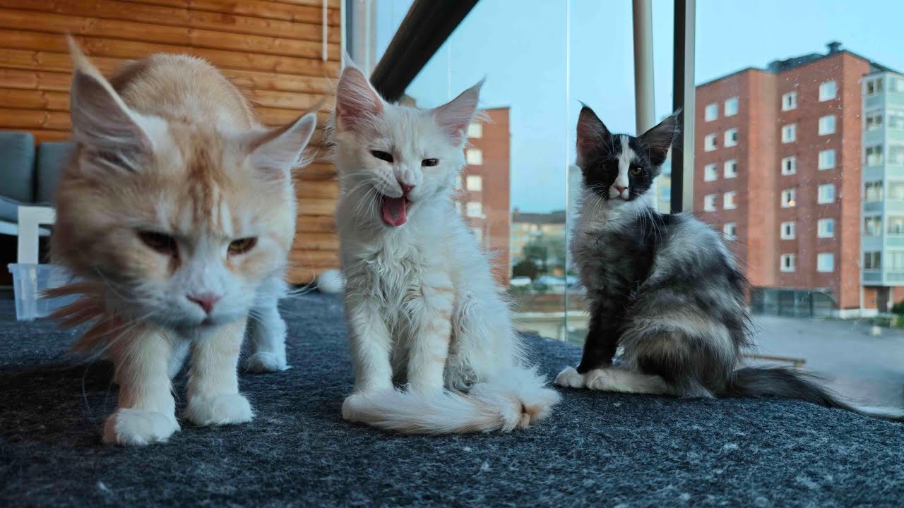 Maine Coon Kittens Livestream!