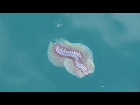 海の毛虫ことウミケムシは 夏に海の中を泳いでいることが多い 独特の形状をした生き物ですが 刺されるので触らないようにしましょう Youtube