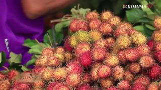 Download Lagu Hilang Akal Menjual Ginjal - Berkas Kompas Episode 212 Bagian 2 MP3