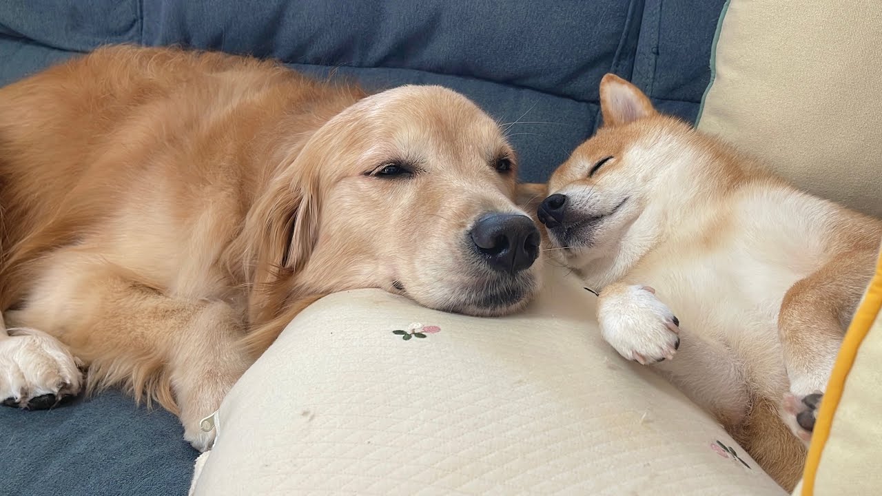 豆柴と一緒に寝たい群衆が押し寄せるも全く動じない豆柴が可愛すぎました...