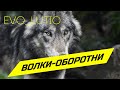 ВОЛКИ ОБОРОТНИ evo lutio аудиопост