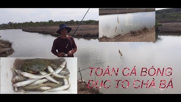 Câu cá bóng đục ở Xã Lý Nhơn, Cần Giờ Toàn cá to giật đã tay ||Shadow Fishing in CAN GIO District