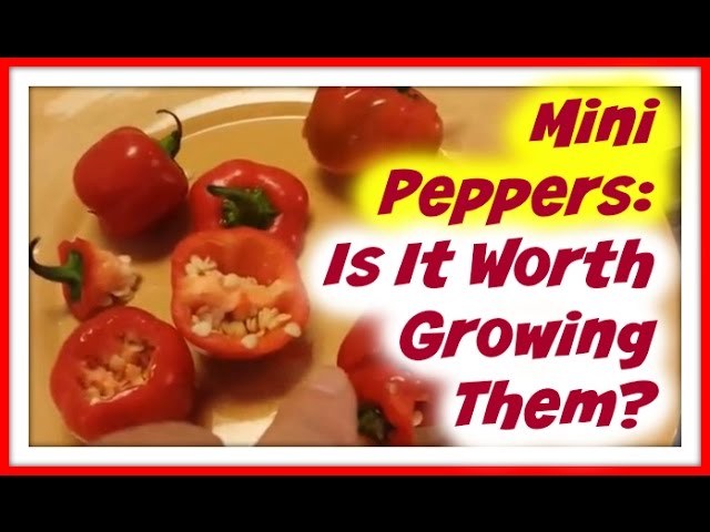 Red sweet peppers: MINI BELL RED Sweet Pepper