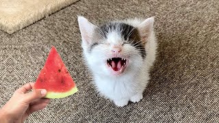 Funniest Animals Videos 2023 😹 Try Not To Laugh Funny Dogs And Cats by Fluff Town 2,681 views 6 months ago 20 minutes