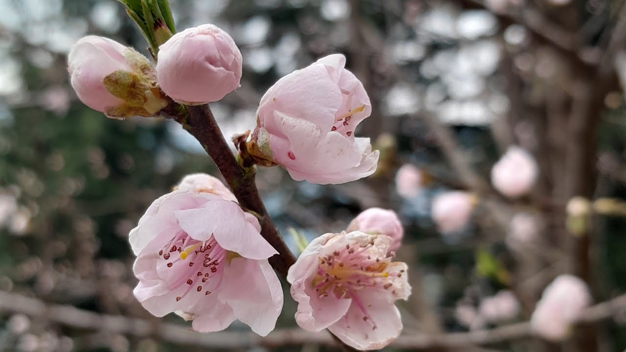 Pahadi Style Videos is live