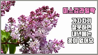 미스김라일락 가지치기 잘못하면 내년에 꽃이 없어요/ 가지치는방법, 삽목방법