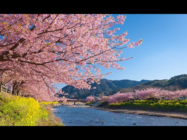 河津駅樱花 2024 .2
