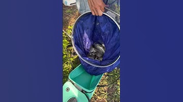 Rọng đựng cá tốt giá học sinh #rongdungcabuwon #rongdungcacaudai