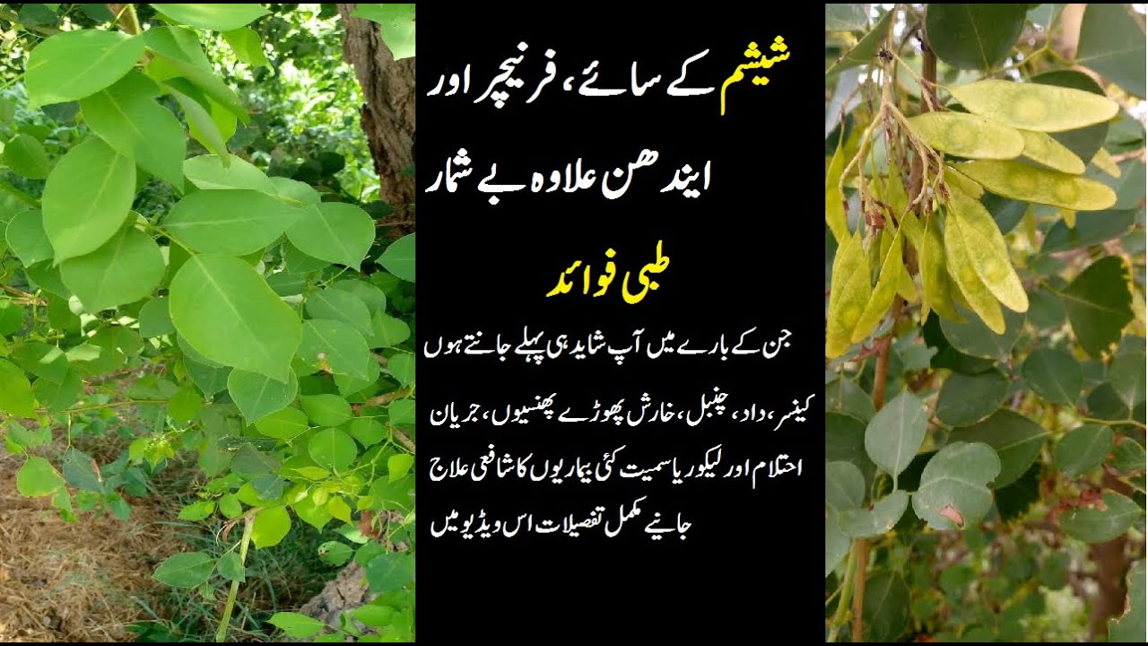 Sheesham ke fayde shesham se cancer ka ilaj Sheesham ka ped