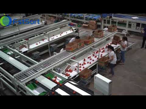 Tomato sorting packing line
