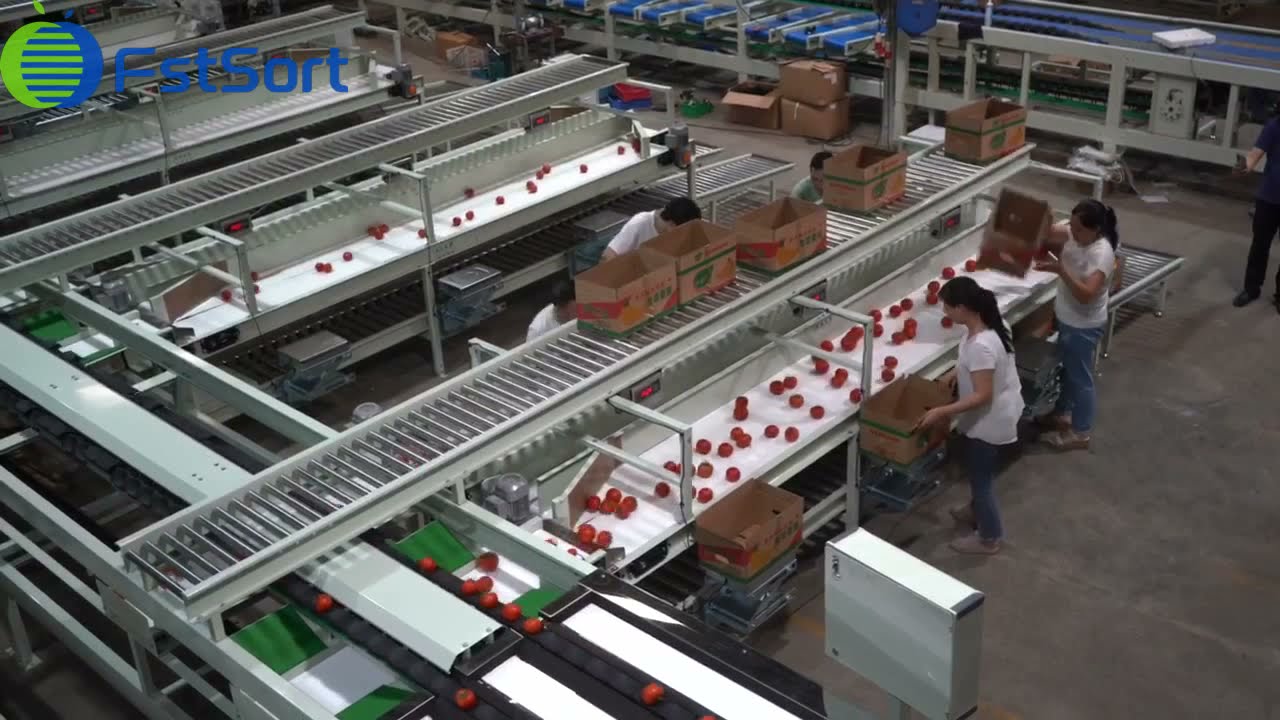 Tomato sorting packing line