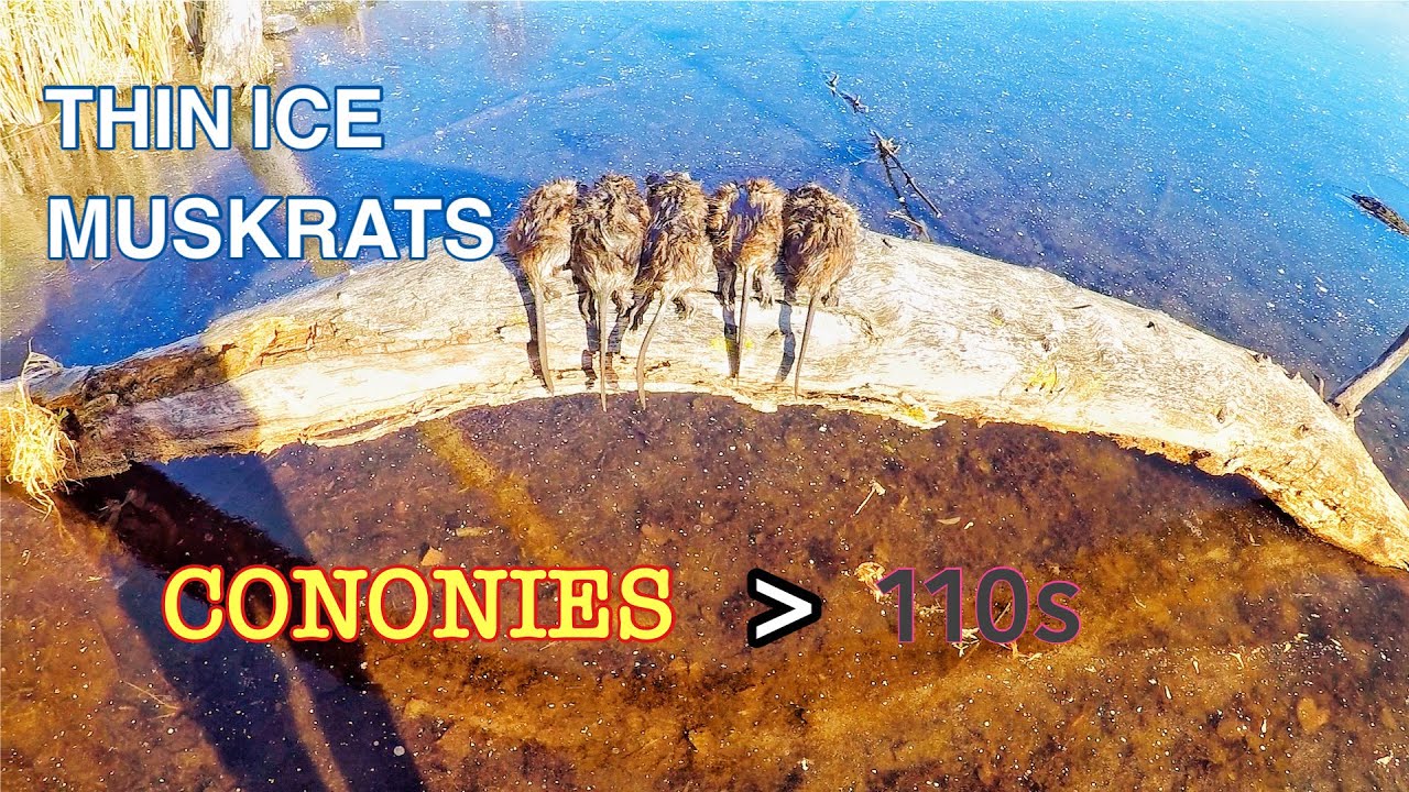 Trapping Muskrats Through Ice with COLONY Traps - One of my Best Ponds has a Disappointing Year