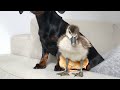 Powernap| Dachshund, gosling and chick •9