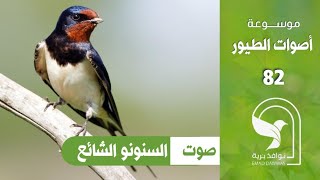 صوت سنونو شائع Barn Swallow sound