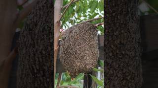 Honey bee hive, apis andreniformis