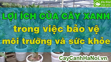 Lợi ích của cây xanh trong việc bảo vệ môi trường và sức khỏe