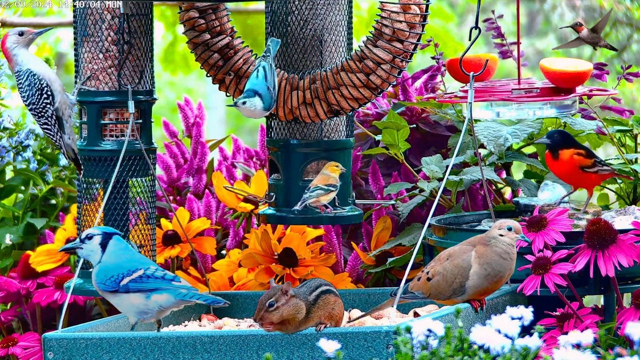 🔴LIVE Cottage Summer Bird Feeder: Cardinals, Orioles, Goldfinches, Nature Sounds, Sleep, Cat TV