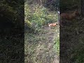 子犬が猟犬に覚醒した瞬間#狩猟 #猟犬 #四国犬#イノシシ#猪#松ごり