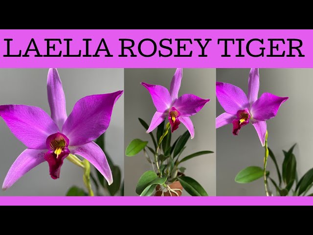 世界の野生蘭ORCHIDATLAS VOL. 3 Cattleya Laelia Laelia 'Rosey Tiger': the first Laelia or Cattleya orchid type I