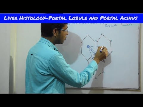 Portal Lobule & Portal Acinus | Liver Histology Part-2 | Bangla | Square DOC