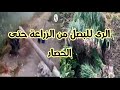 الرى للبصل من الزراعة حتى الحصاد والعزيق والدقدقة وهقولك على طريقة للرى عمر البصل ماهيغرق منك بالمية الرى للبصل من الزراعة حتى الحصاد والعزيق والدقدقة وهقولك على طريقة للرى عمر البصل ماهيغرق منك بالمية