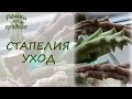 Стапелия цветет Уход