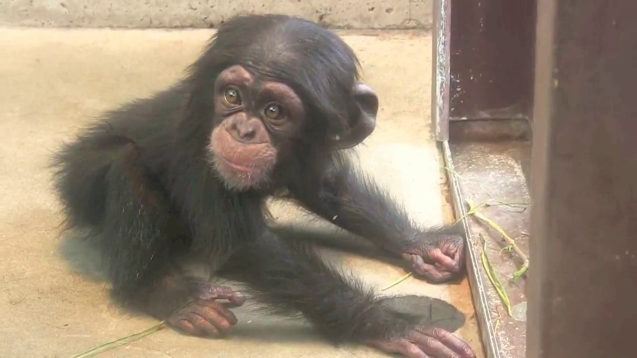 チンパンジー 双子の赤ちゃん 79 Chimpanzee Twin Baby Youtube チンパンジー 双子の赤ちゃん 79 Chimpanzee Twin Baby Youtube