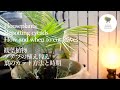 観葉植物 鉢植えソテツの植え替え 葉のカット方法と時期［Houseplants Interiorgreen 　Vlog ］