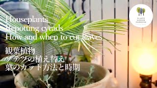 観葉植物 鉢植えソテツの植え替え 葉のカット方法と時期［Houseplants Interiorgreen 　Vlog ］