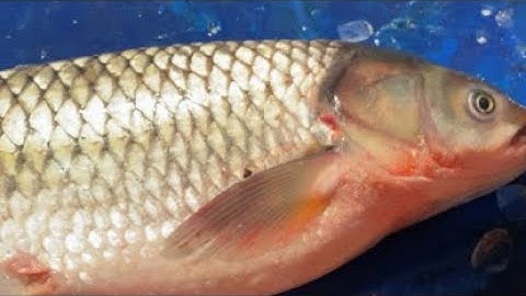 Real Fish Blogger // "Skill in cutting different types of fish 🐟🔪🐠🔪"