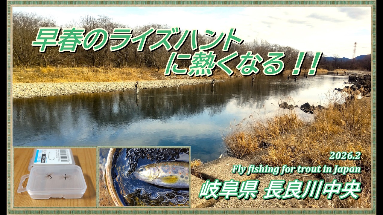 眼前に広がるライズリングに心躍る！ 早春のライズハントが最高に面白い！！ 【 フライフィッシグ 渓流釣り ミッジング 長良川中央漁協 】