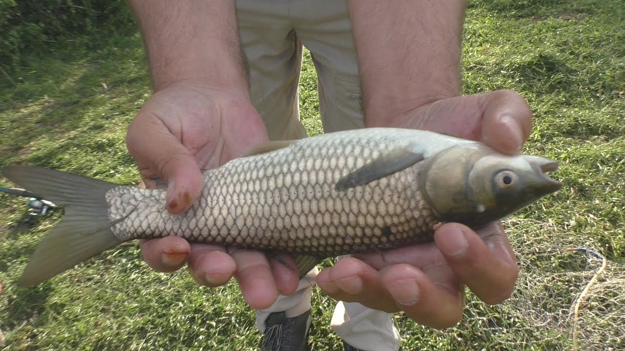 Рыбалка. Удочка + поплавок = карась. My fishing.