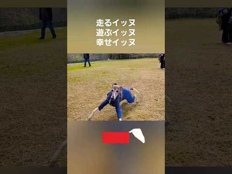 自由なウィペットイッヌ達。楽しい時間。 Whippet Dogs Enjoy Freedom FUKUOKA JAPAN