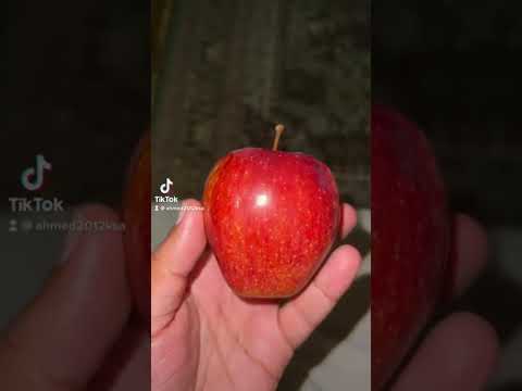 فوائد التفاح