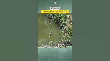 Tại sao lại dùng Vịt con làm mồi câu cá ? #shorts