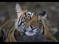 Who Says Tigers Can't Think! Rare Tiger Kill - 2