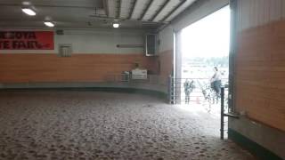 4/29/17 Stallion Presentation Sonic Dream Makers Appaloosas MN Horse Expo