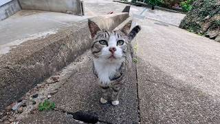 猫島の路地裏で出会った猫ちゃん、道路脇の石段に座ると寄ってきて隣に座ってきた