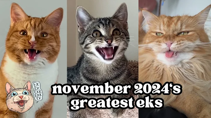 ekekekkekkek compilation - BEST Cat Chirping & Chattering of November 2024