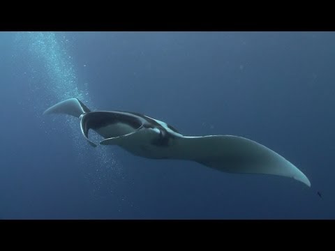 Karang Bayangan, Best Manta Ray Dive ever