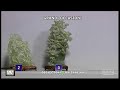 Diretta Aurora Arte