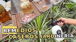 REMEDIOS CASEROS para plantas fuertes y sin plagas (y algún que otro MITO) // Jardinatis by Jardinatis 3,184 views 1 month ago 6 minutes, 11 seconds